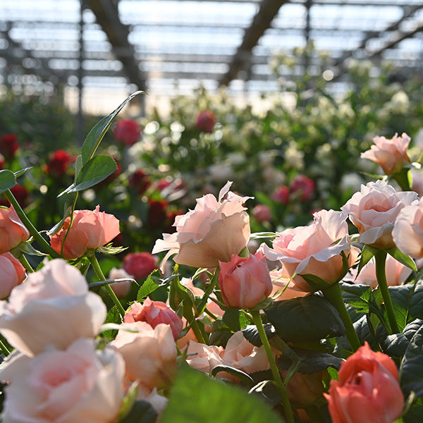 【フラワーギフト】花瓶のいらないスタンディングブーケ　薔薇　スイート（メーカー直送・送料込み）