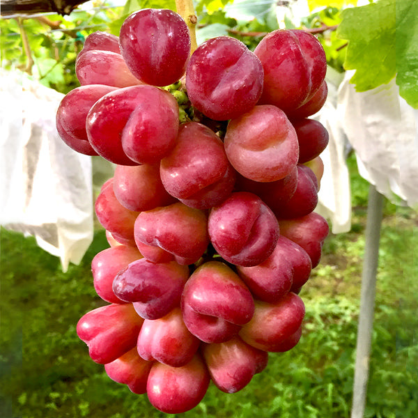 【今季販売数終了】ハート型の果実を持つ甘い赤ブドウ『マイハート』１房（生産者直送）