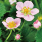 ピンクの花咲くストロベリー栽培セット
