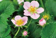 画像をギャラリービューアに読み込む, ピンクの花咲くストロベリー栽培セット
