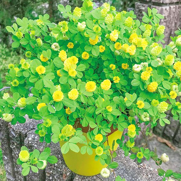 シアワセの黄色の花咲くクローバー栽培セット