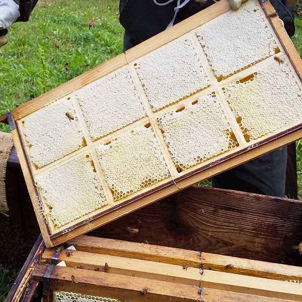 上質 【天然】 漬ける 日本蜜蜂の巣蜜